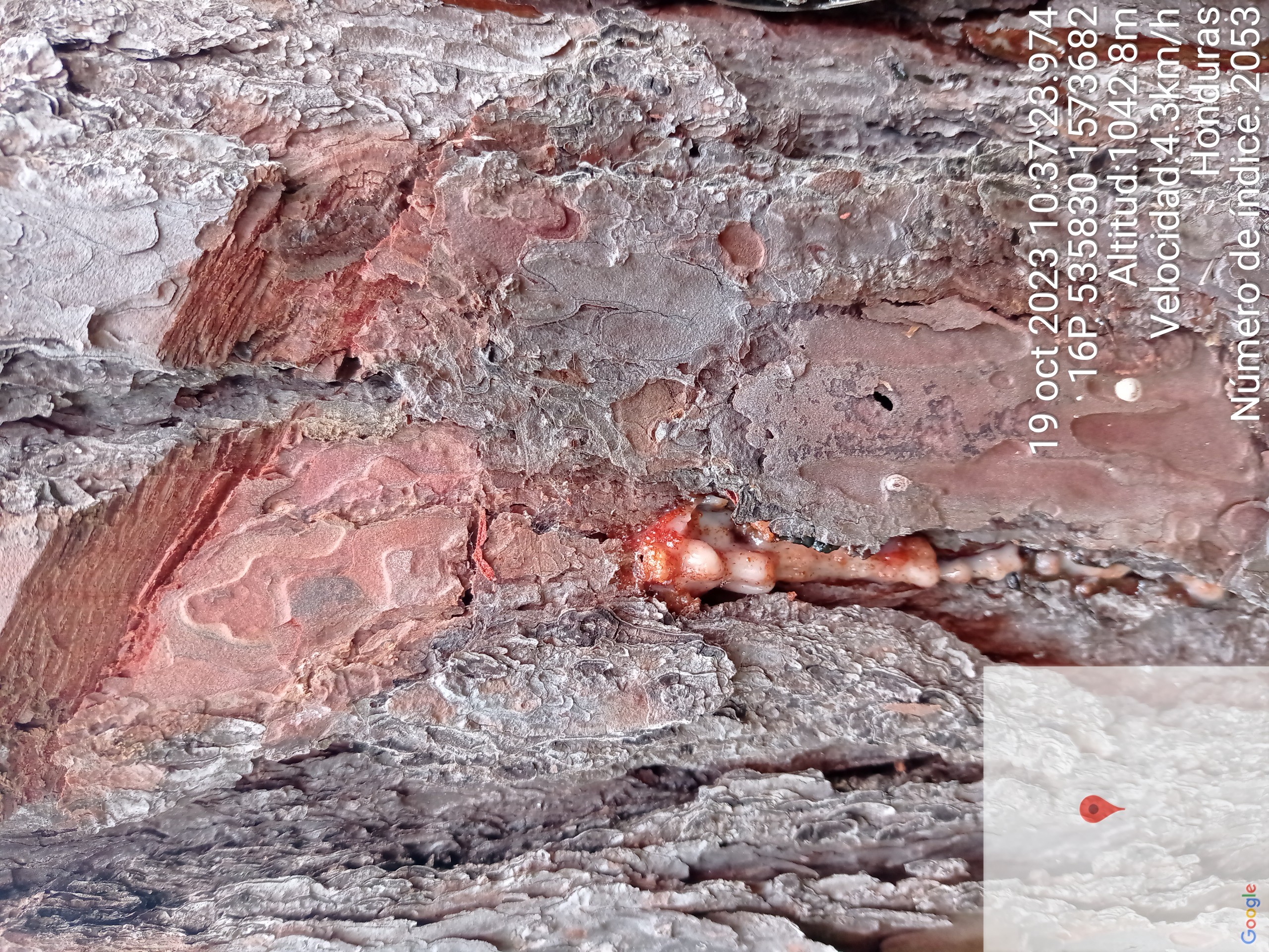 Arbol de pino plagado