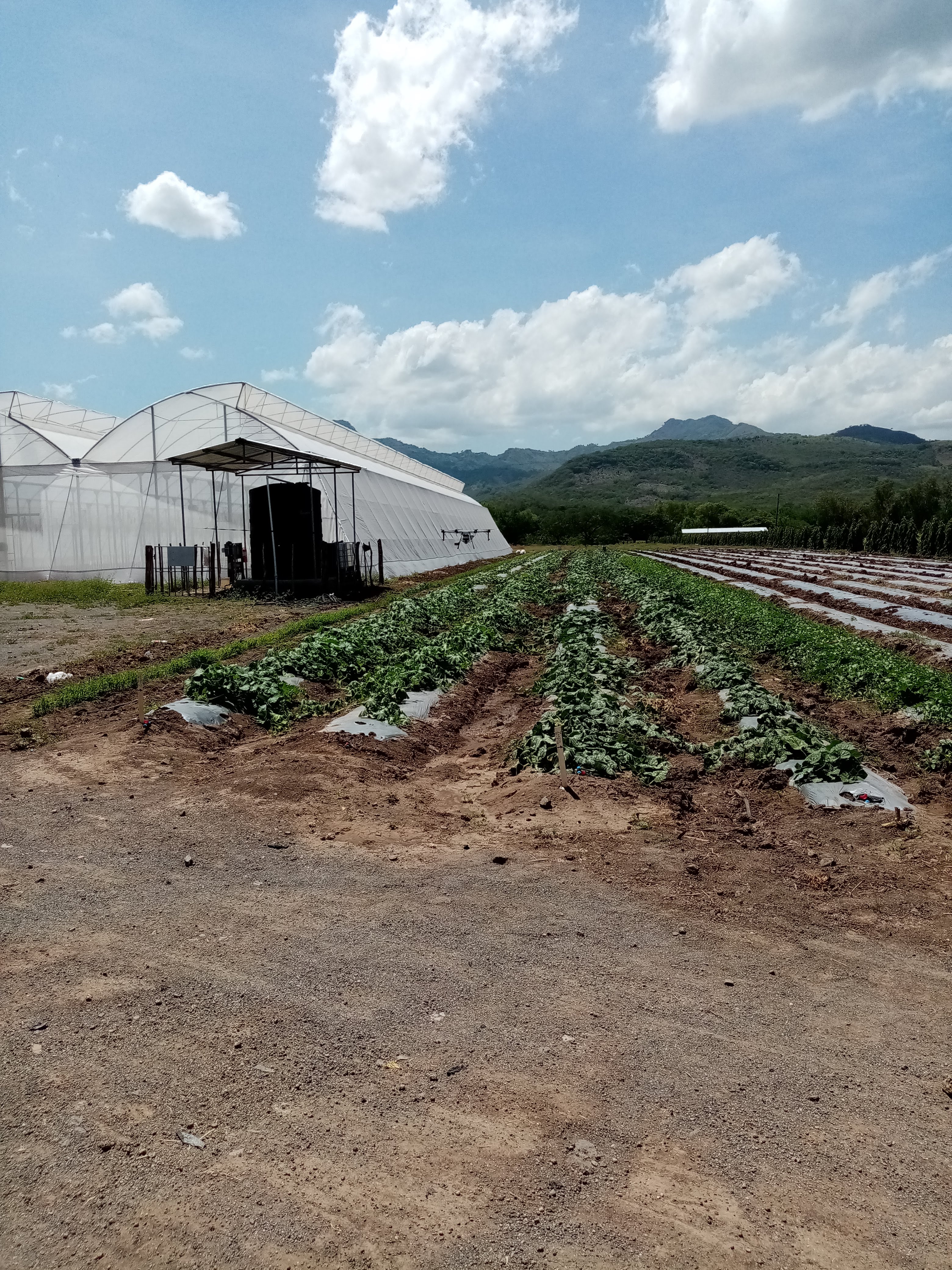 invernaderos inteligentes